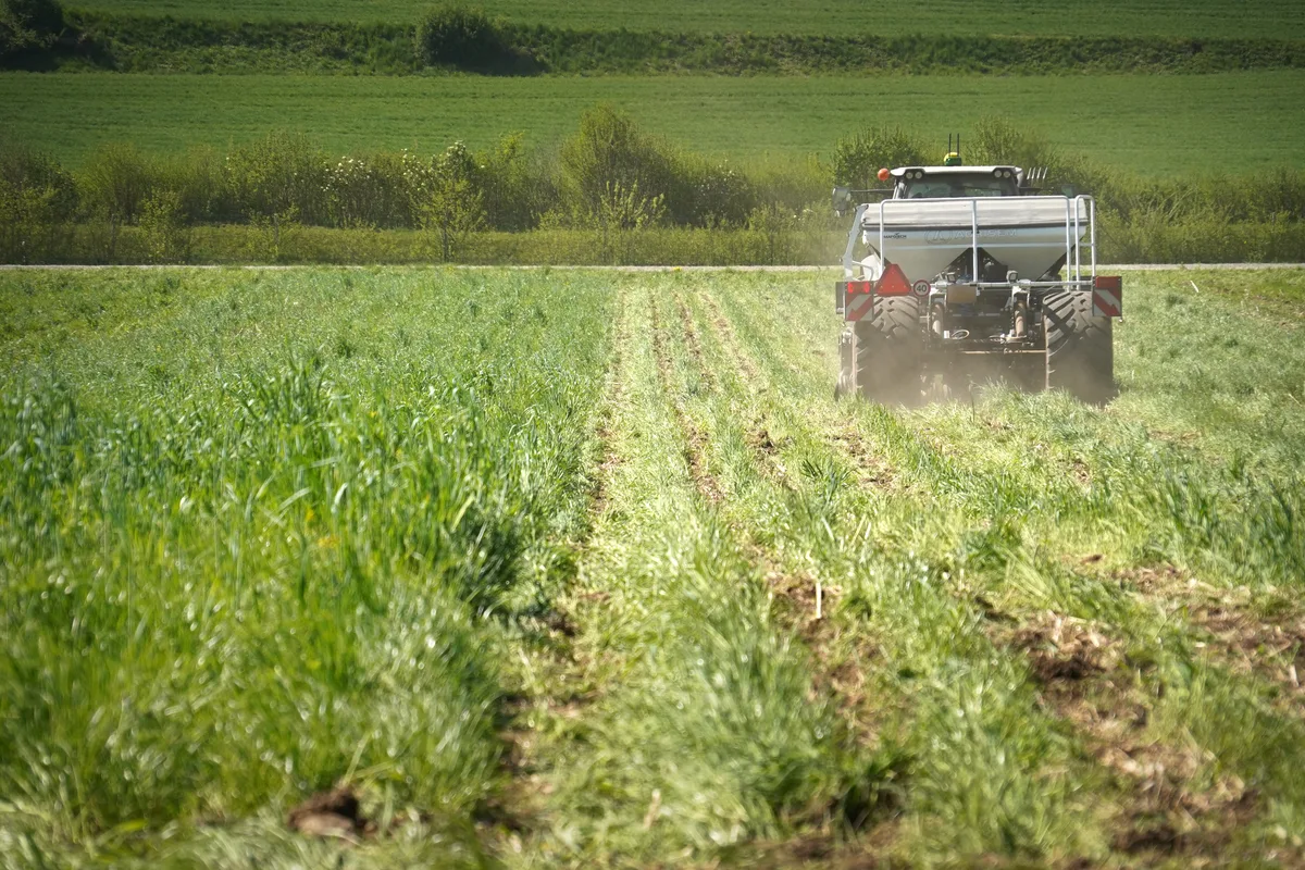 Dieser Acker ist im Vergleich zu den gängigen Äcker noch fast vollständig mit Gras überwachsen. Ein Landwirtschaftsfeld mit grünem Gras.